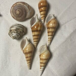 Set of Natural Seashells